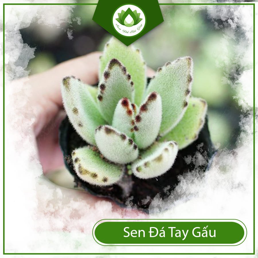 Sen đá tay gấu – Loại sen đáng yêu được nhiều người săn đón 3