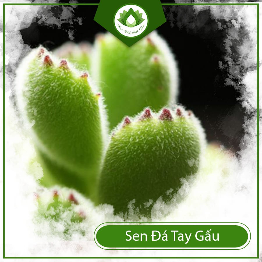 Sen đá tay gấu – Loại sen đáng yêu được nhiều người săn đón 2