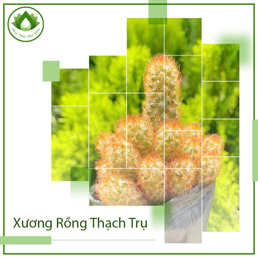 Xương rồng thạch trụ thiên – nét đẹp mềm mại ẩn sau sự gai góc 2