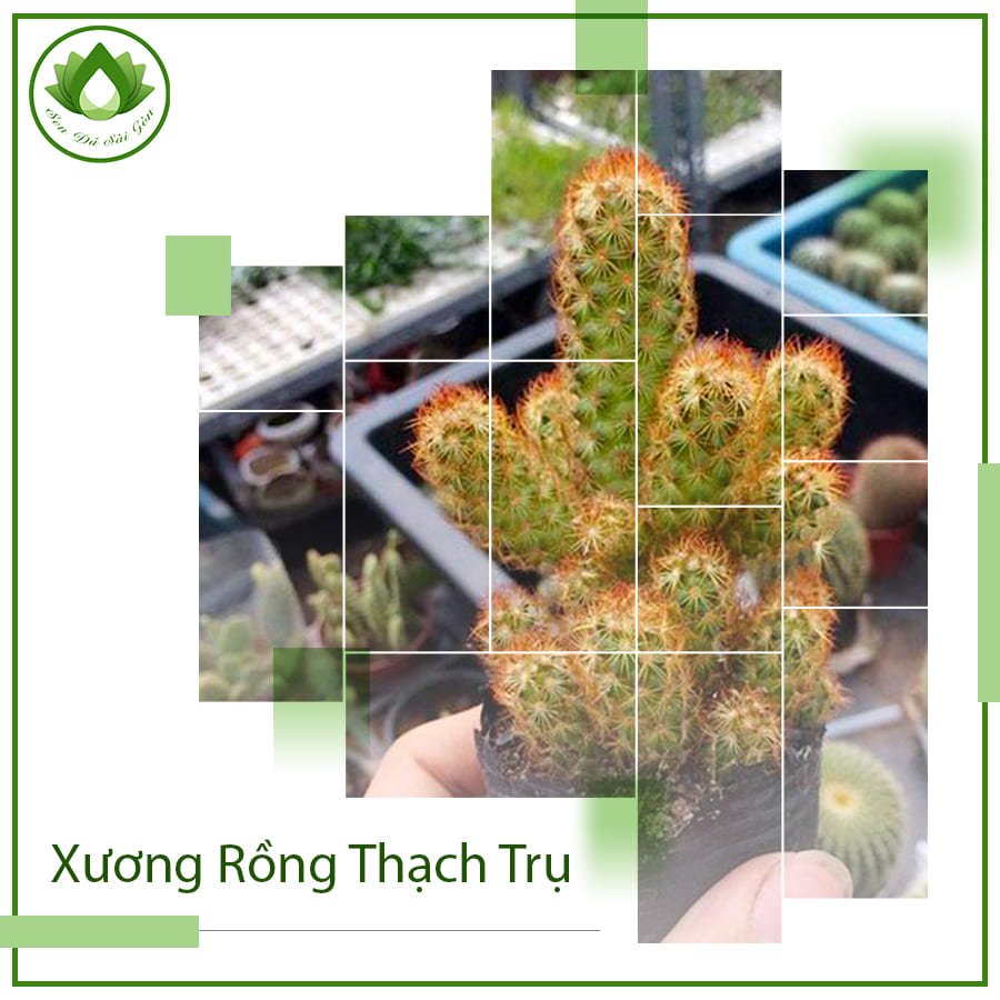 Xương rồng thạch trụ thiên – nét đẹp mềm mại ẩn sau sự gai góc