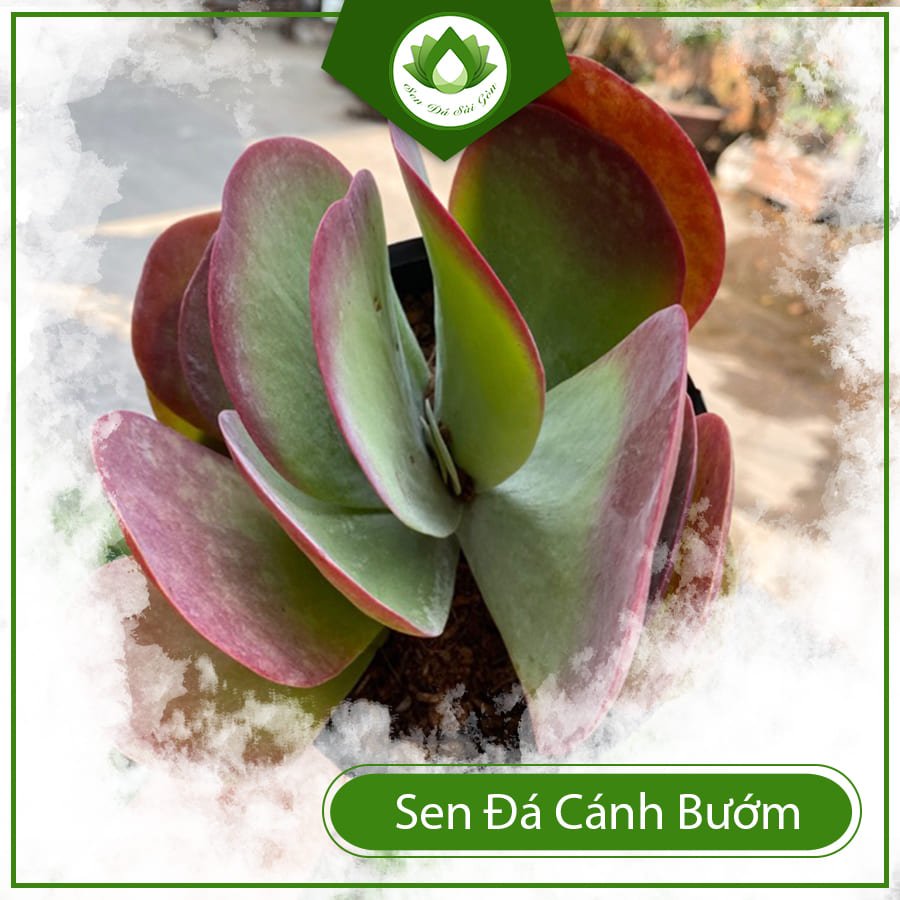 Sen đá cánh bướm – Tác phẩm nghệ thuật của người mẹ thiên nhiên