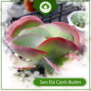 Sen đá cánh bướm – Tác phẩm nghệ thuật của người mẹ thiên nhiên 3