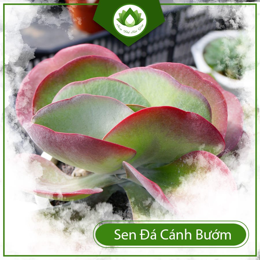 Sen đá cánh bướm – Tác phẩm nghệ thuật của người mẹ thiên nhiên 2