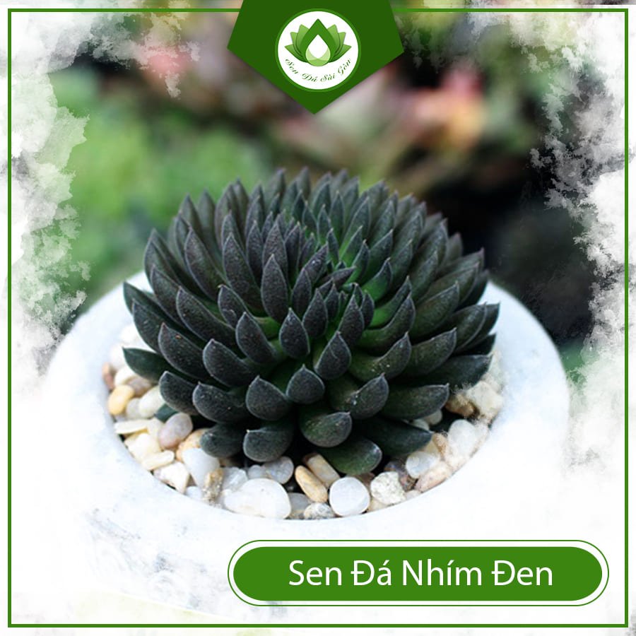Sen đá nhím đen – Độc đáo và mang ý nghĩa đặc biệt