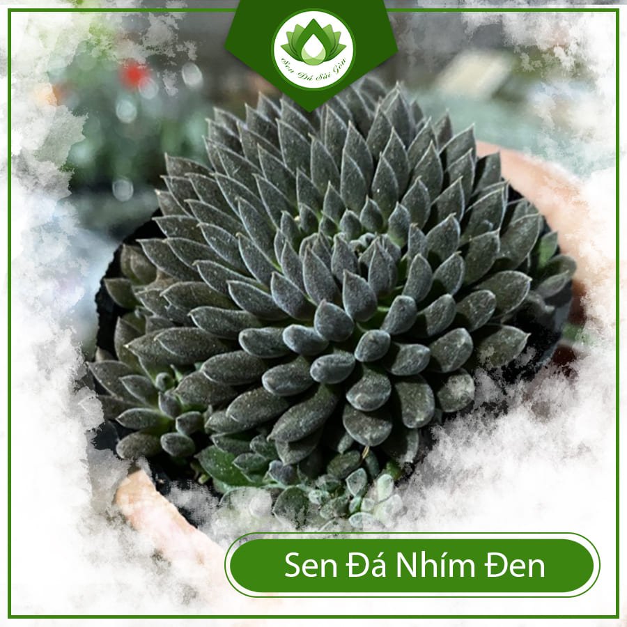 Sen đá nhím đen – Độc đáo và mang ý nghĩa đặc biệt 2