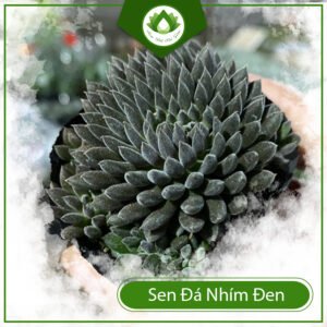 Sen đá nhím đen – Độc đáo và mang ý nghĩa đặc biệt 3