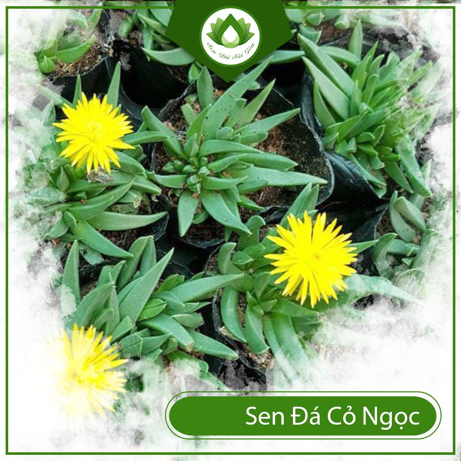 Sen đá cỏ ngọc – Mang đến tiền tài và thành công cho gia chủ