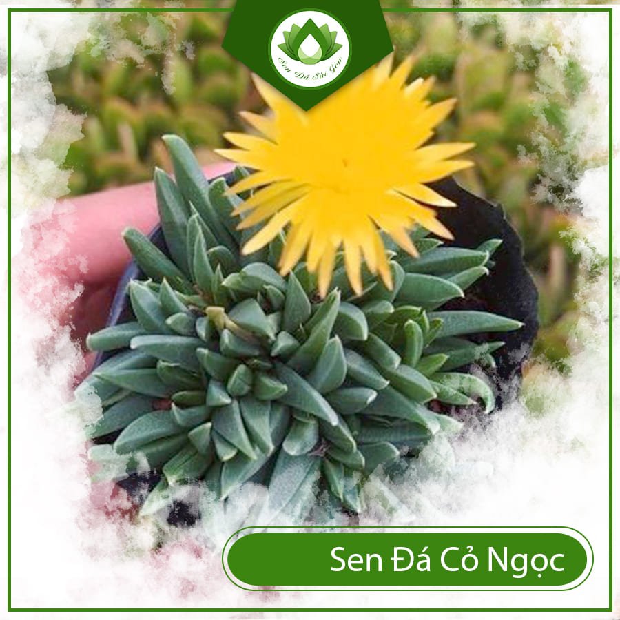 Sen đá cỏ ngọc – Mang đến tiền tài và thành công cho gia chủ 2