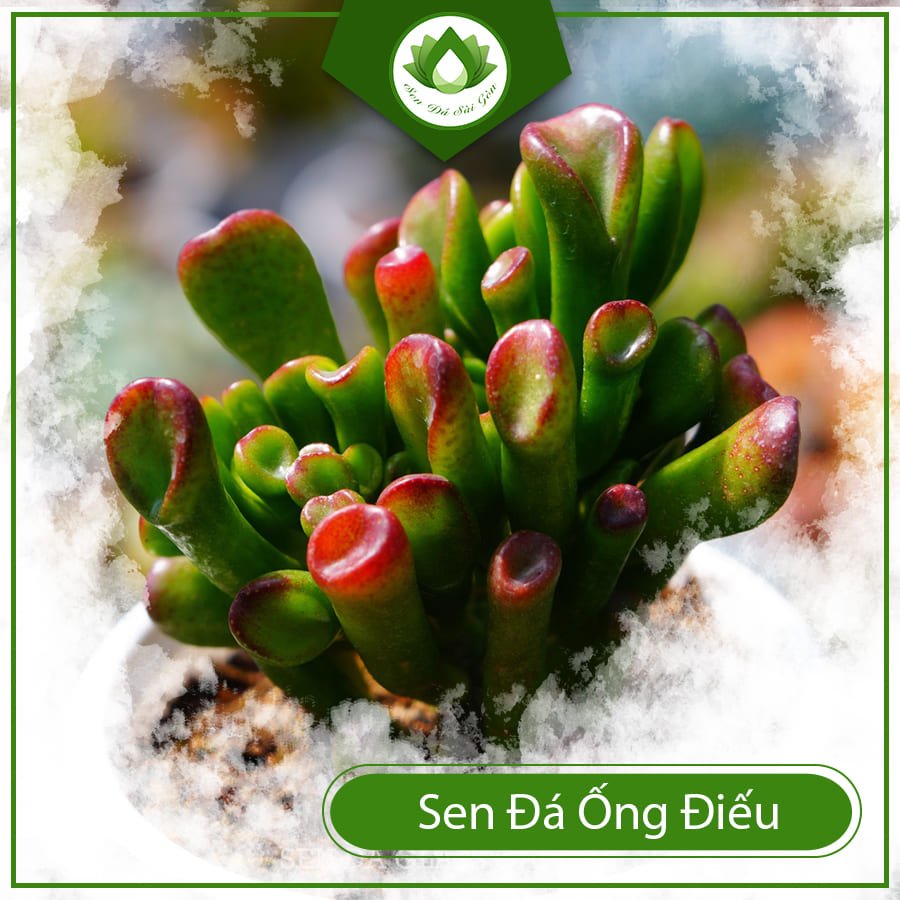 Sen đá ống điếu – Loài cây được sử dụng làm bonsai
