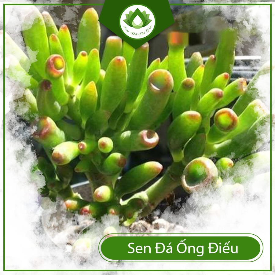 Sen đá ống điếu – Loài cây được sử dụng làm bonsai 2