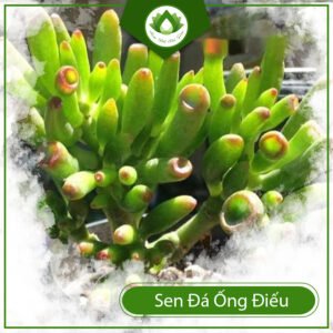 Sen đá ống điếu – Loài cây được sử dụng làm bonsai 3