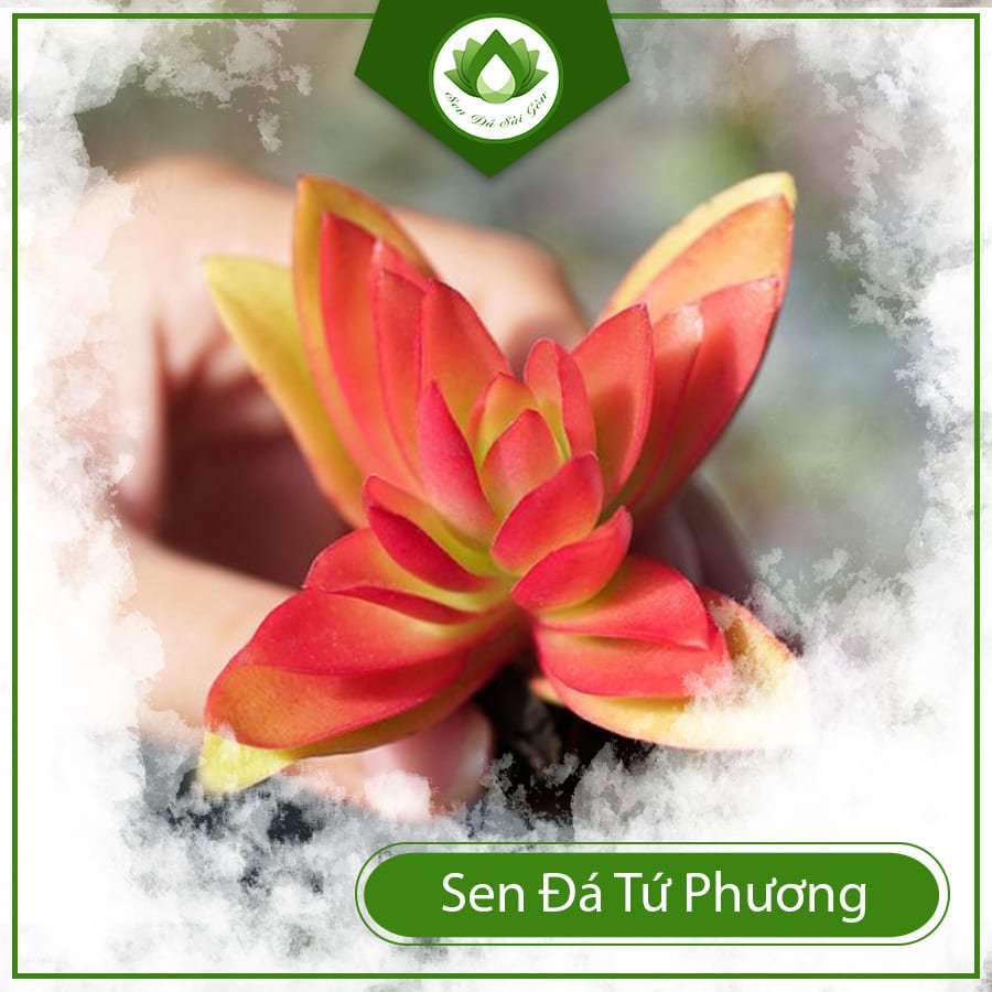 Sen đá tứ phương – Loài cây cảnh mang ý nghĩa may mắn