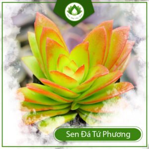 Sen đá tứ phương – Loài cây cảnh mang ý nghĩa may mắn 3