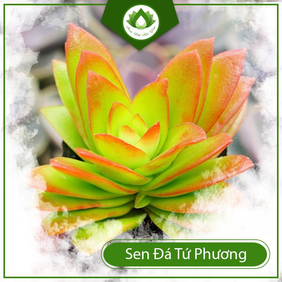 Sen đá tứ phương – Loài cây cảnh mang ý nghĩa may mắn 2