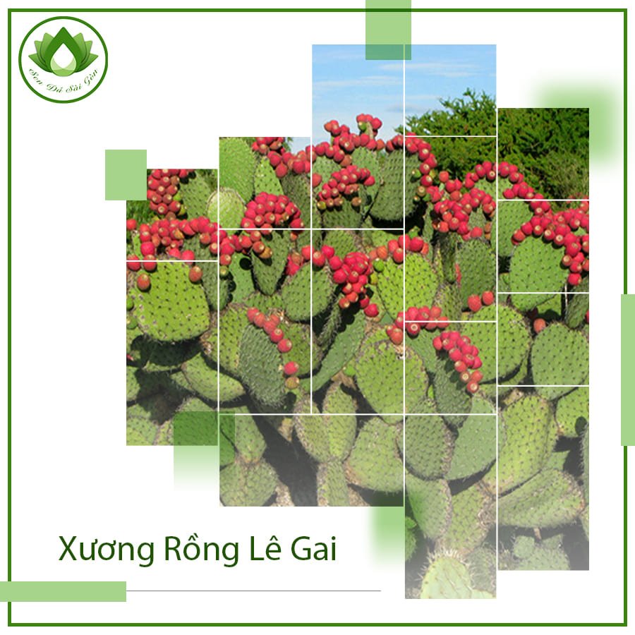 Xương rồng lê gai – Thảo dược tuyệt vời cho sức khỏe