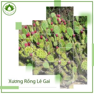 Xương rồng lê gai – Thảo dược tuyệt vời cho sức khỏe 3