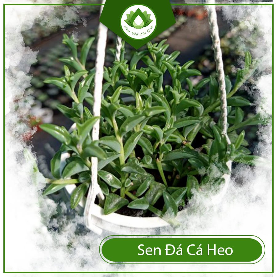 Sen đá cá heo – Loài cây được nhiều giới trẻ săn lùng