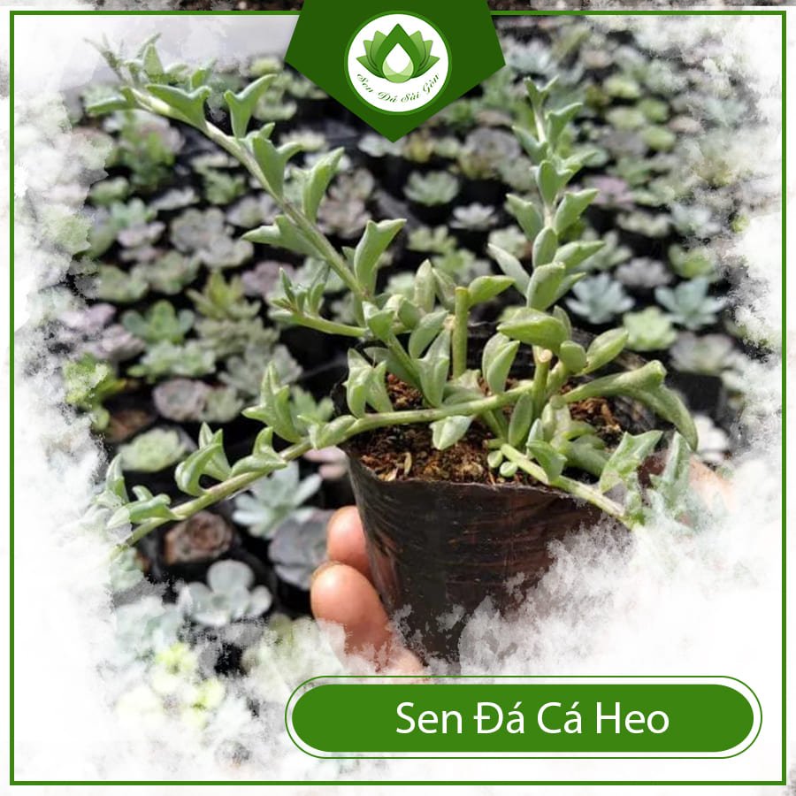 Sen đá cá heo – Loài cây được nhiều giới trẻ săn lùng 2