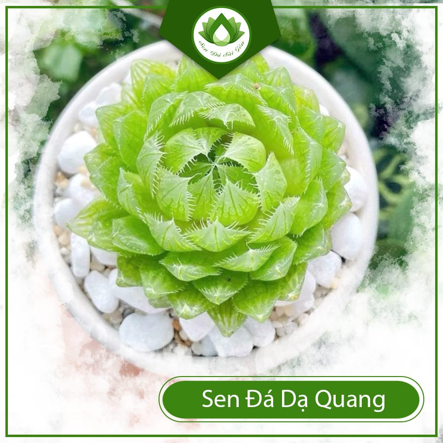 Sen đá dạ quang – Cây cảnh để bàn được ưa chuộng