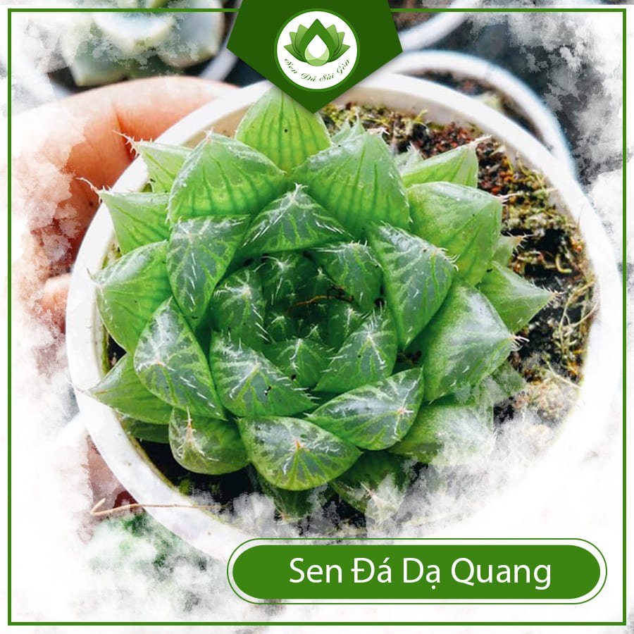 Sen đá dạ quang – Cây cảnh để bàn được ưa chuộng 2