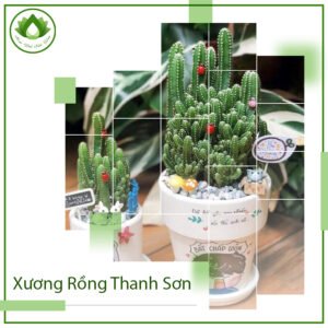 Xương rồng thanh sơn cây phong thủy ý nghĩa cho sự nghiệp 3