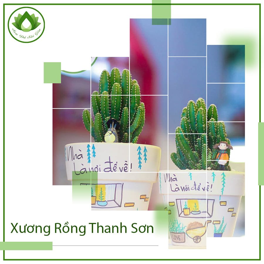 Xương rồng thanh sơn cây phong thủy ý nghĩa cho sự nghiệp