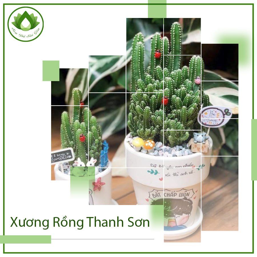 Xương rồng thanh sơn cây phong thủy ý nghĩa cho sự nghiệp 2