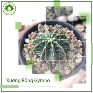 Xương rồng Gymno ý nghĩa phong thủy & vị trí đặt bàn 3