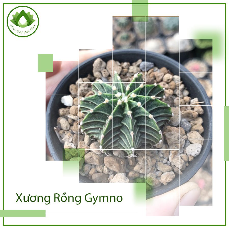 Xương rồng Gymno ý nghĩa phong thủy & vị trí đặt bàn 2