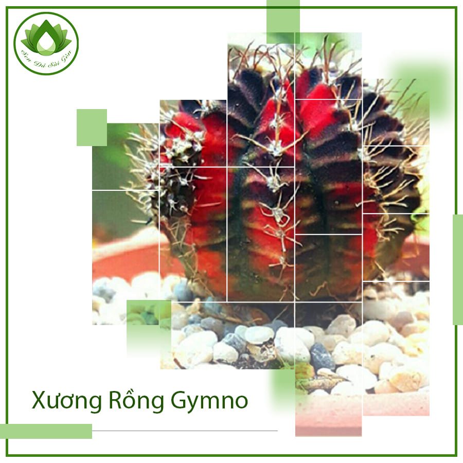 Xương rồng Gymno ý nghĩa phong thủy & vị trí đặt bàn