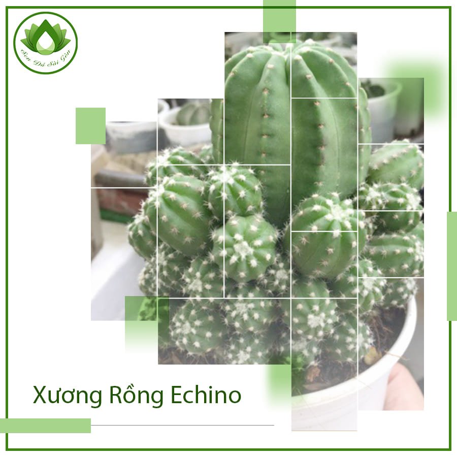 Xương rồng Echino ra hoa đêm trải nghiệm chữa lành độc đáo