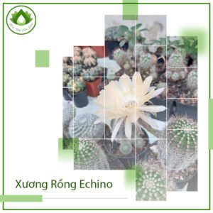 Xương rồng Echino ra hoa đêm trải nghiệm chữa lành độc đáo 3