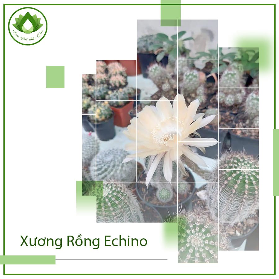 Xương rồng Echino ra hoa đêm trải nghiệm chữa lành độc đáo 2
