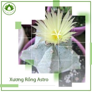 Xương rồng Astro loài cây không gai hút bức xạ điện tử 3