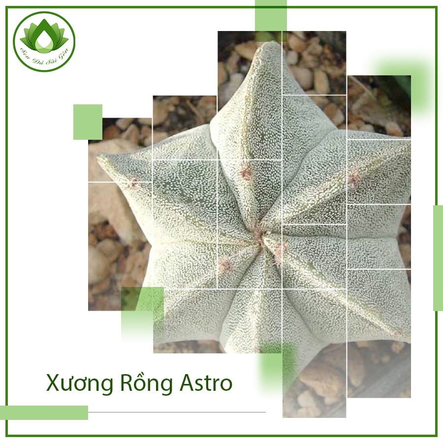 Xương rồng Astro loài cây không gai hút bức xạ điện tử