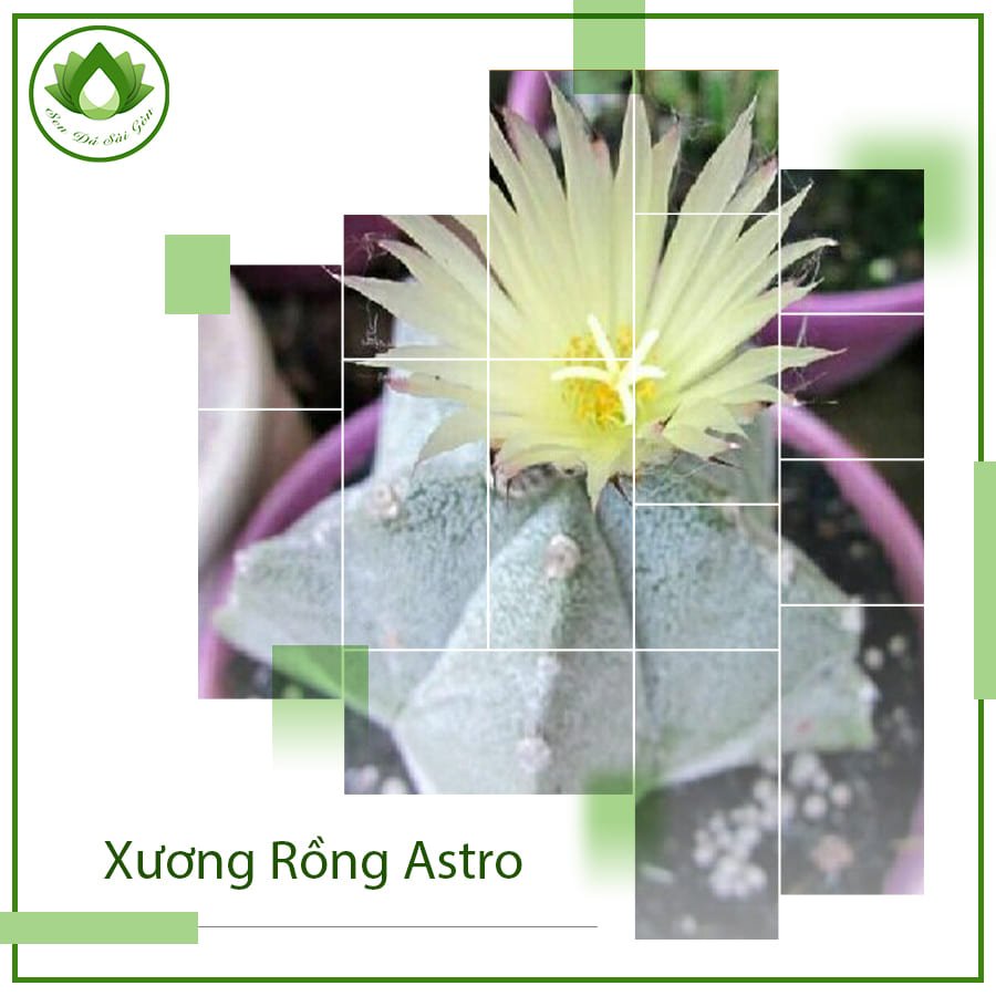 Xương rồng Astro loài cây không gai hút bức xạ điện tử 2