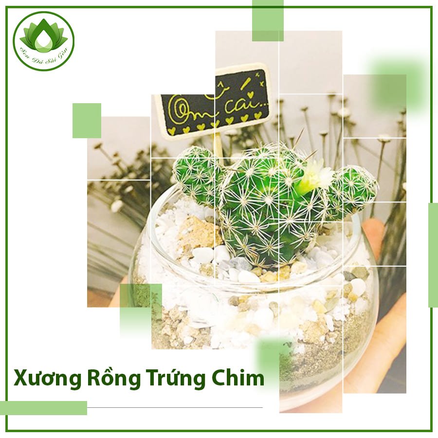 Xương rồng trứng chim quà tặng bàn làm việc ý nghĩa
