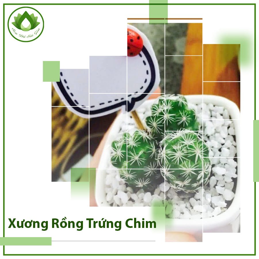 Xương rồng trứng chim quà tặng bàn làm việc ý nghĩa 2