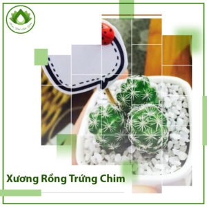 Xương rồng trứng chim quà tặng bàn làm việc ý nghĩa 3
