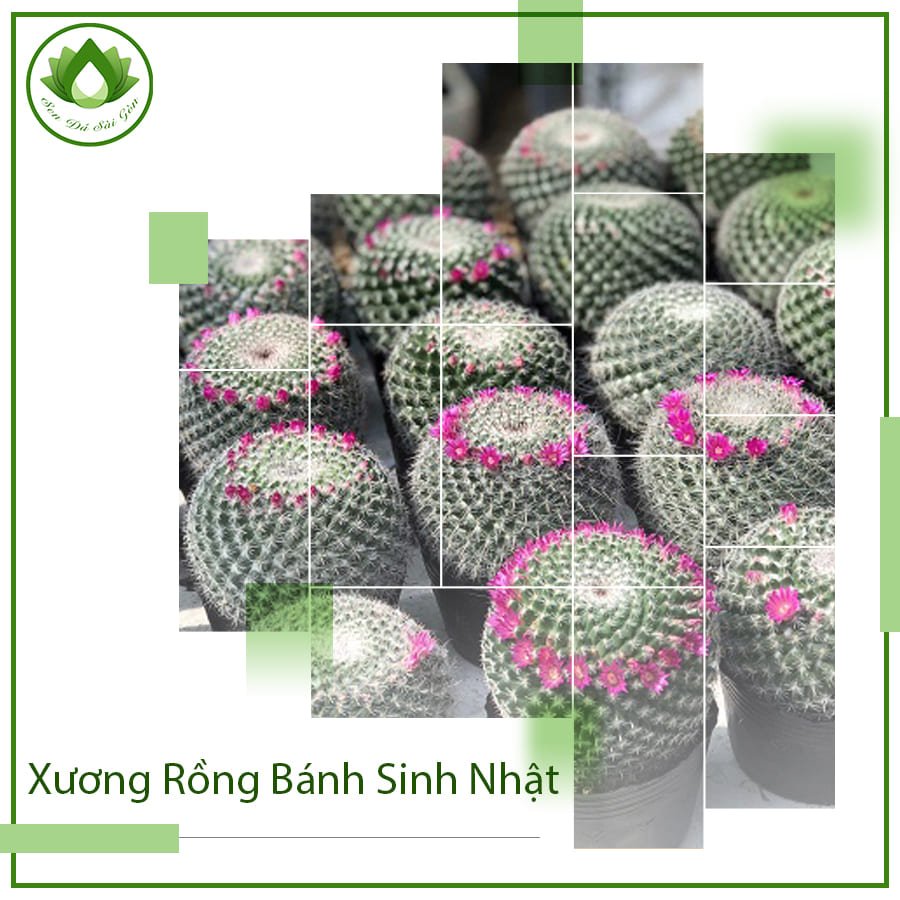 Xương rồng bánh sinh nhật cây phong thủy đẹp bàn làm việc 2