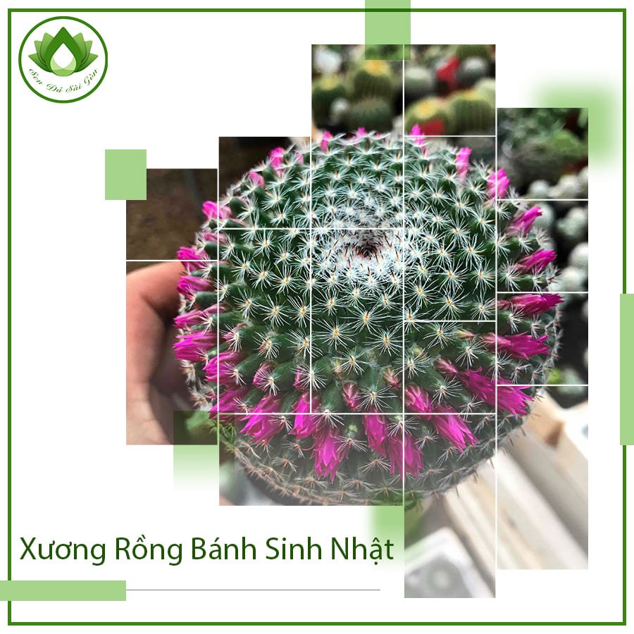 Xương rồng bánh sinh nhật cây phong thủy đẹp bàn làm việc