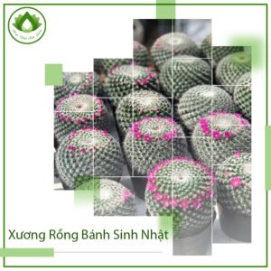 Xương rồng bánh sinh nhật cây phong thủy đẹp bàn làm việc 3