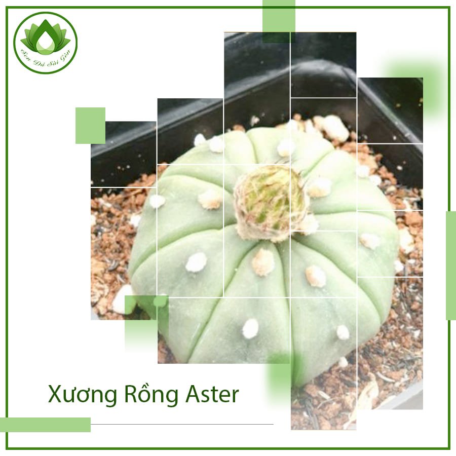Xương rồng Aster loài cây không gai Decor bàn làm việc