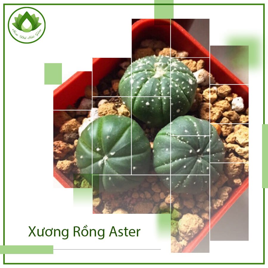 Xương rồng Aster loài cây không gai Decor bàn làm việc 2