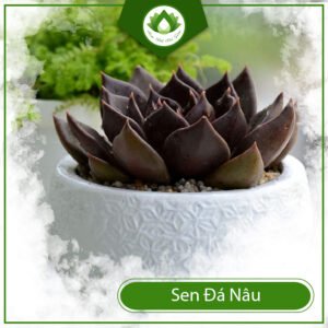 Sen Đá Nâu cách chăm Hắc Vương Tử lên màu đen Socola 3