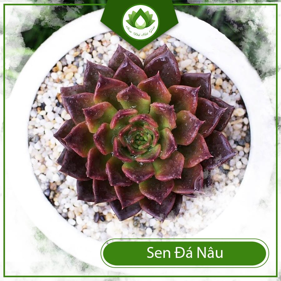 Sen Đá Nâu cách chăm Hắc Vương Tử lên màu đen Socola