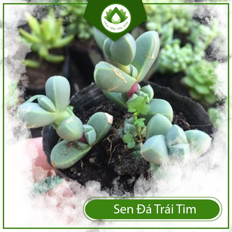 Sen Đá Tim ngôn ngữ tình yêu thầm lặng mà bền bỉ