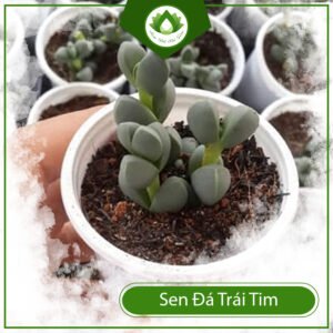 Sen Đá Tim ngôn ngữ tình yêu thầm lặng mà bền bỉ 3
