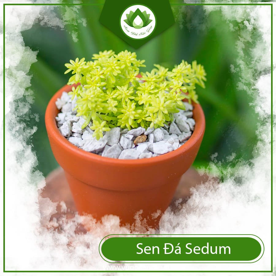 Sen Đá Sedum là gì? Các loại cỏ cảnh thiên hot nhất