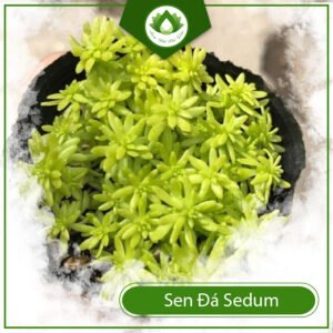 Sen Đá Sedum là gì? Các loại cỏ cảnh thiên hot nhất 3